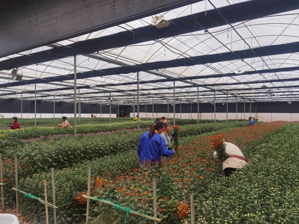 援滇县长讲故事｜马关：“上海+”花式助推“娟秀产业”幸福通达